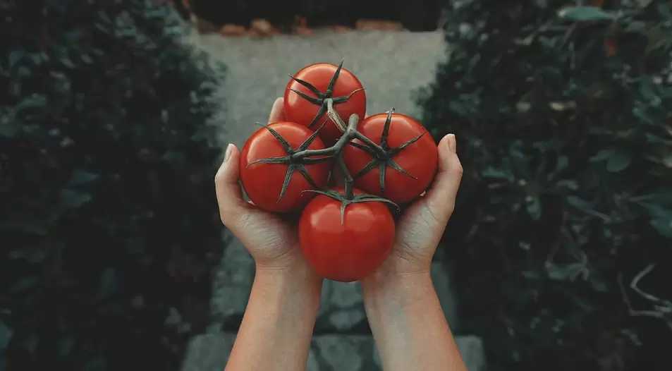 güç için domates